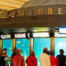 shedd-thumbnail